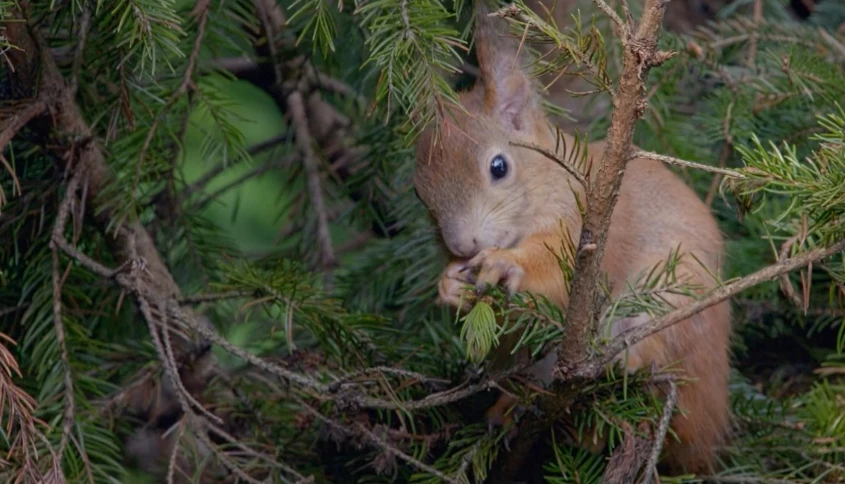 a squirrel in a pine tree holding onto the nch