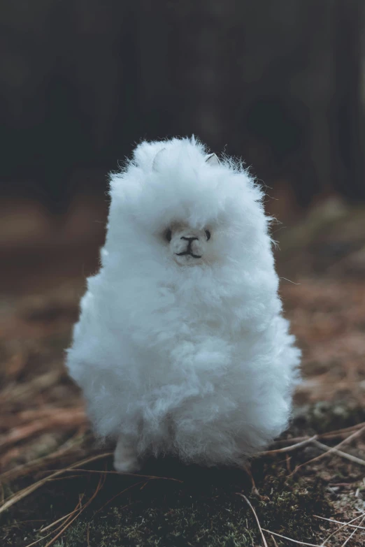 small fluffy white dog with hair on the head