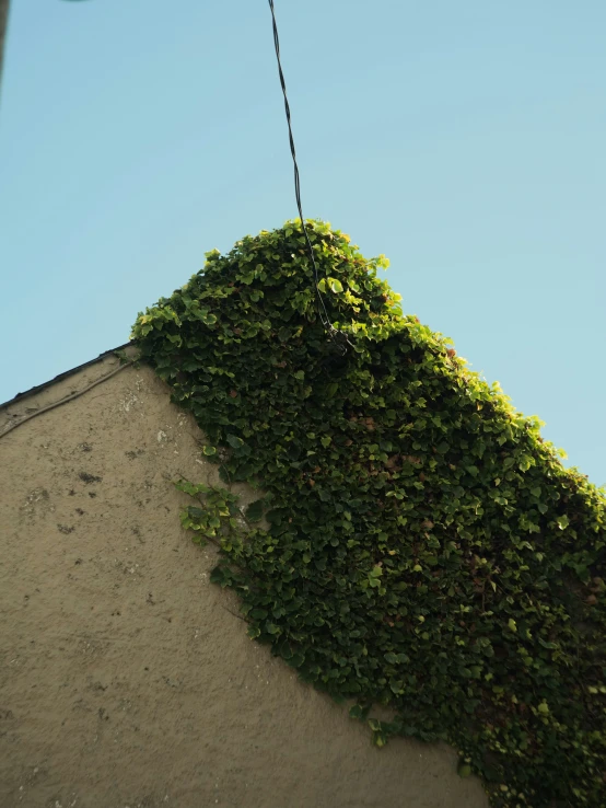 an umbrella is sticking out of a tall green hedge