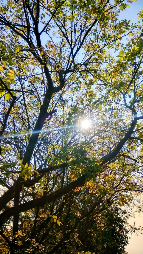 a green leafy tree sitting in front of a sunlit sky