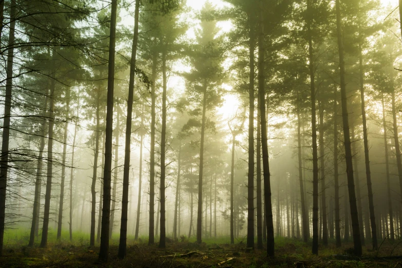 a green forest has fog and trees and grass