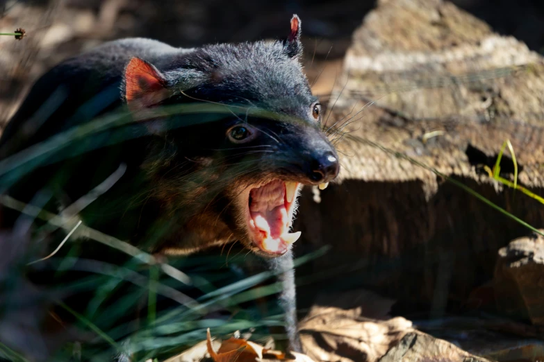 an animal yawns as it pokes its teeth