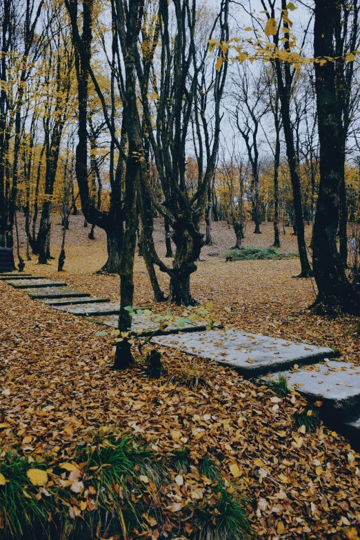 stone stepping path in a park area on the leaves