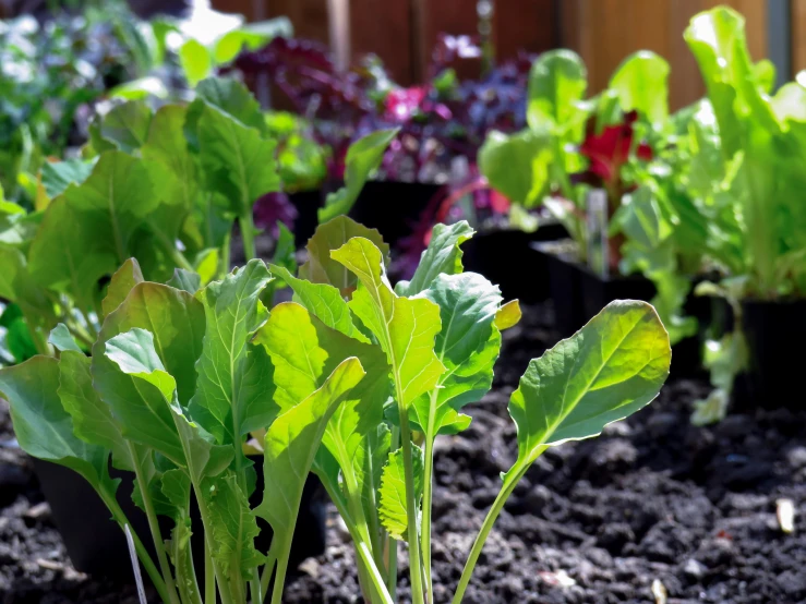 green leafy plants in the middle of dark soil