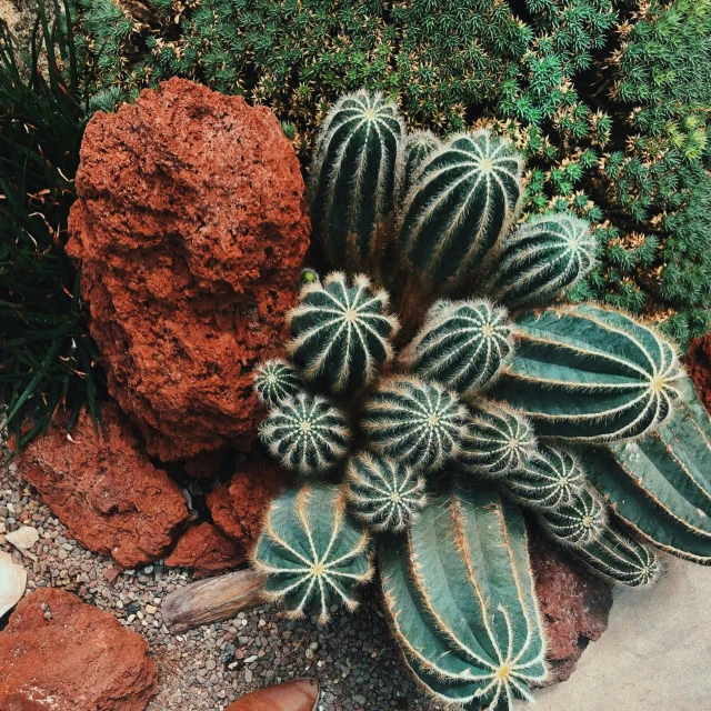 cactus and a big rock in the desert