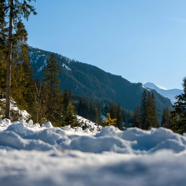 the snow is melting in the middle of the forest