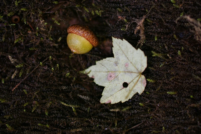 there is a leaf and an apple in the ground