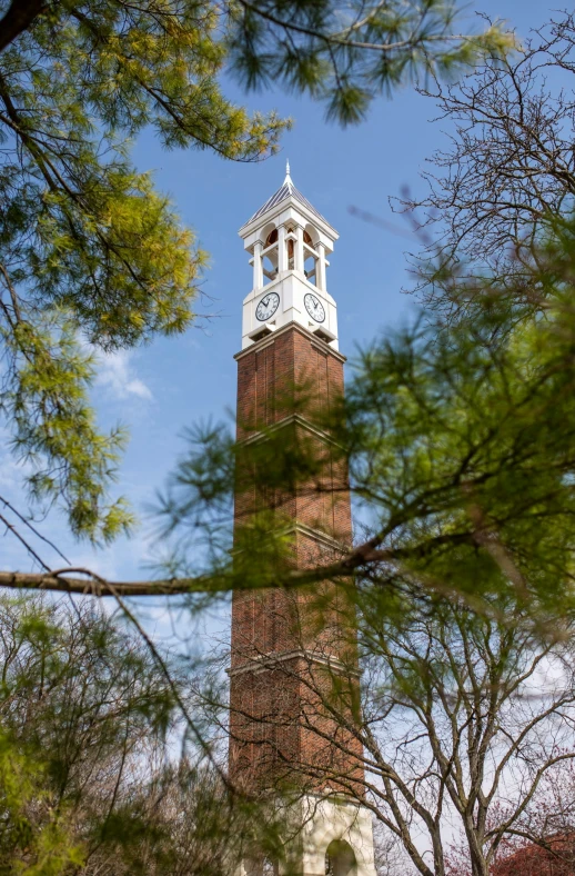 clock tower surrounded by pine trees on clear day