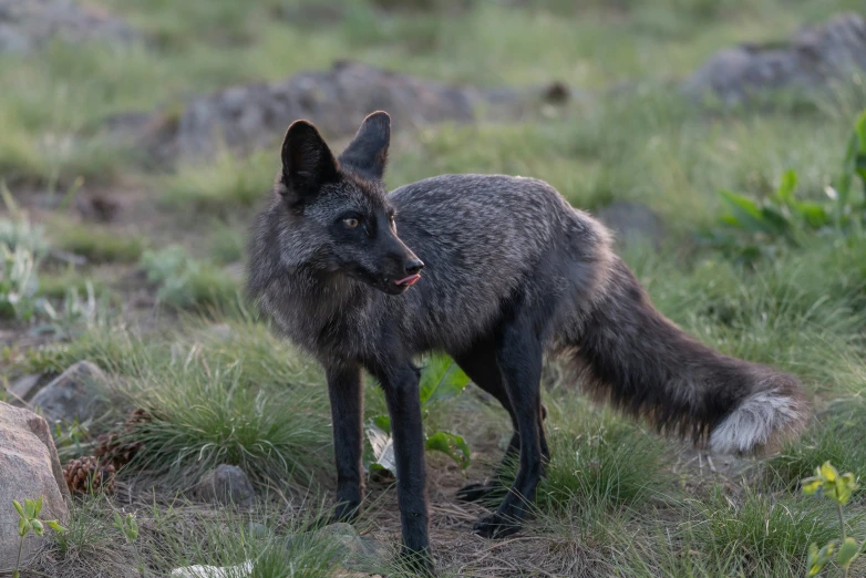 the fox with grey fur is standing near a pile of rocks