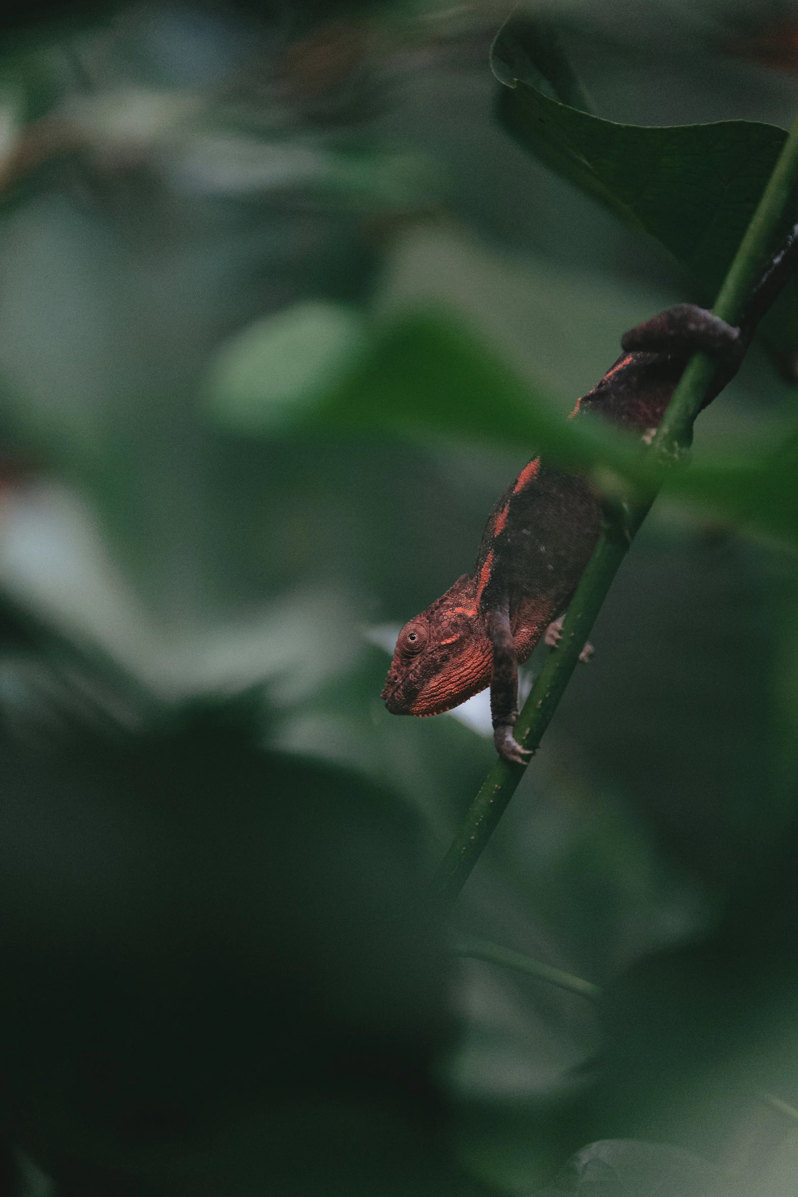 a colorfully colored bird perched on top of a plant