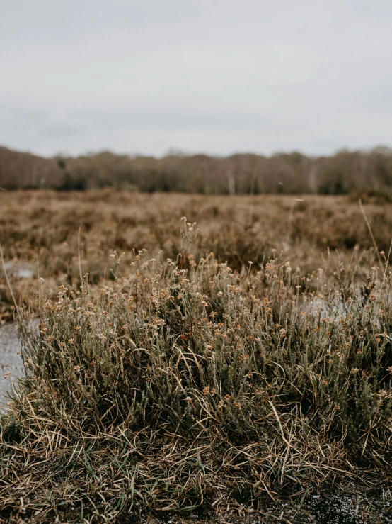 an animal standing on top of a grass covered field