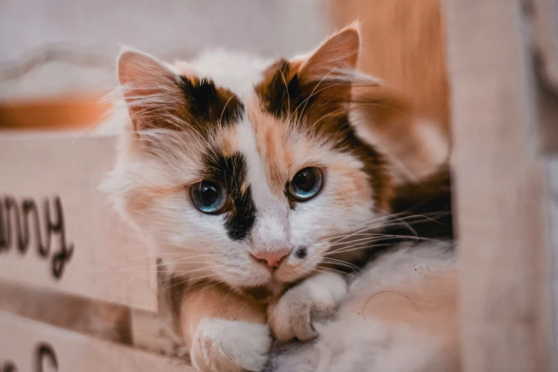 a little white kitten laying down on a box