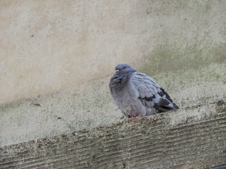 a pigeon sits on top of the cement