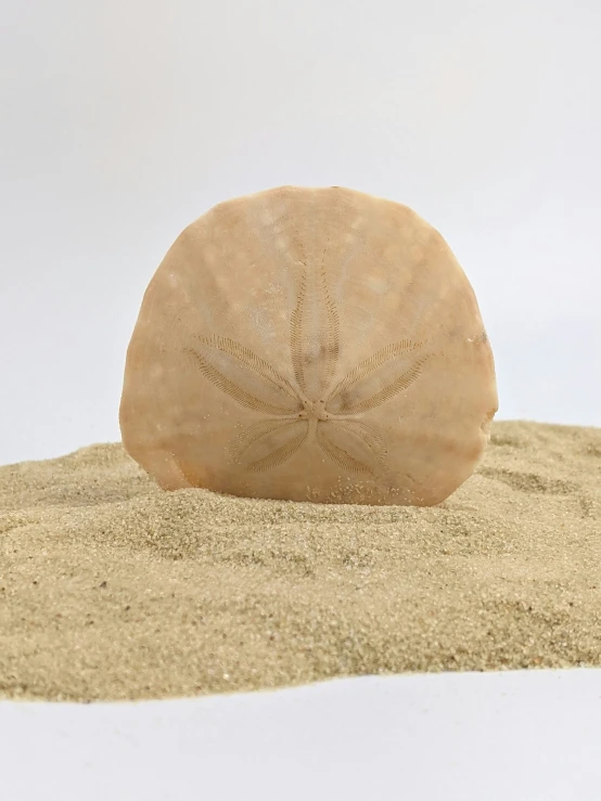 a round shell is laying on the sand