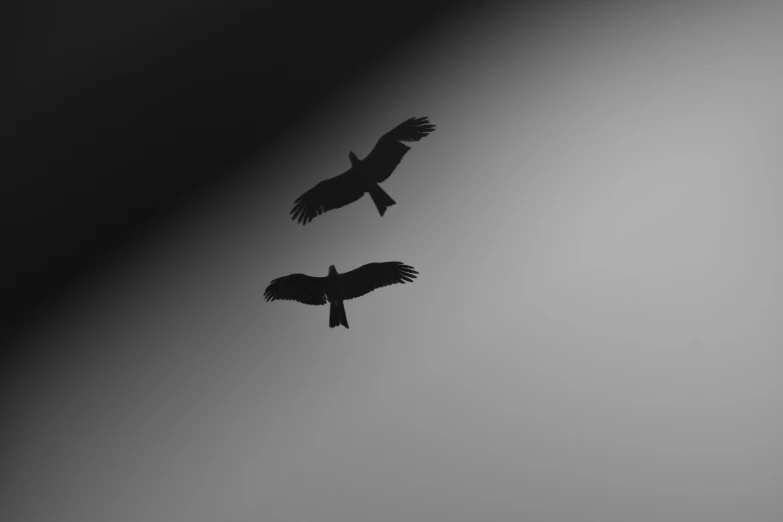 black and white po of two birds in the sky