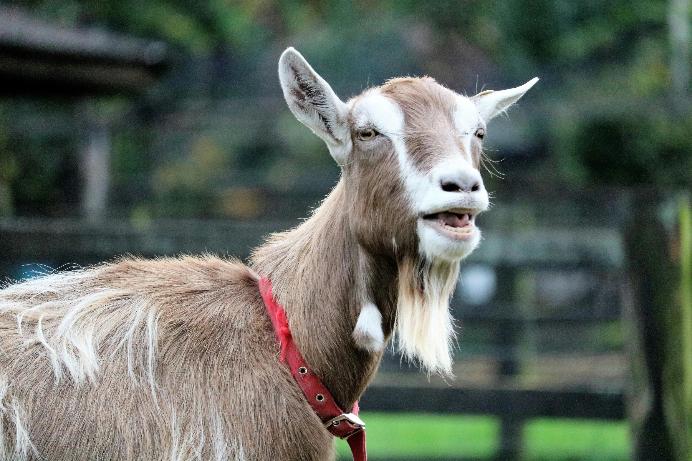 an brown and white goat with long horns on it's face