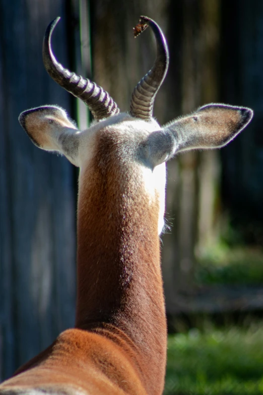 a gazelle stands in front of a wooden fence