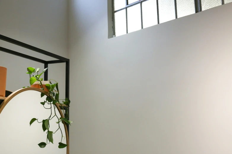 a mirror and a plant sit in a small corner