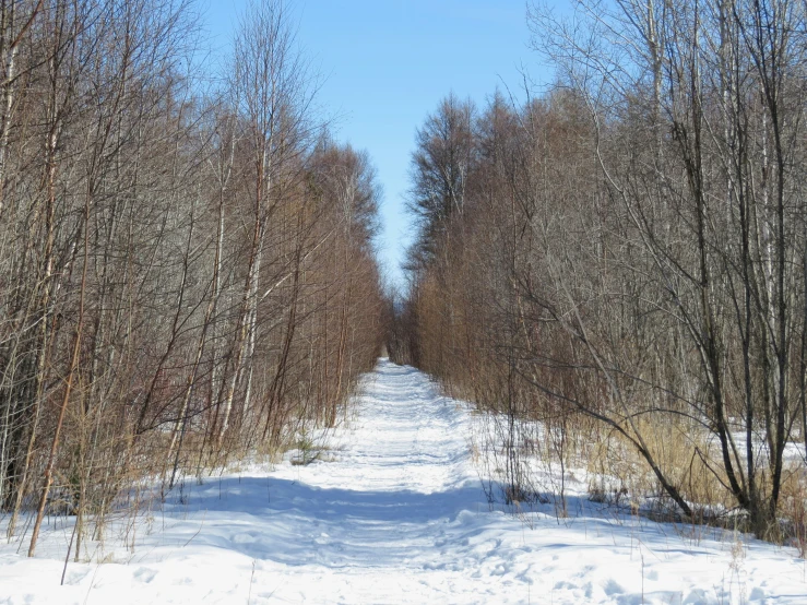 the path through the woods is almost covered in snow