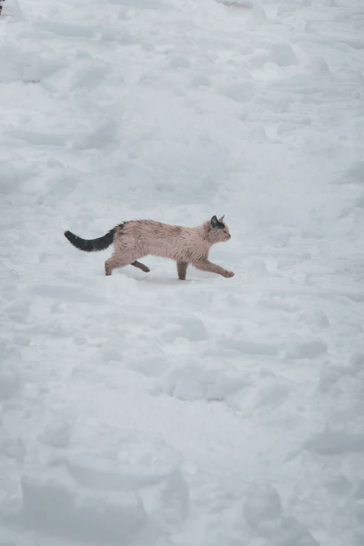 a cat that is walking in the snow