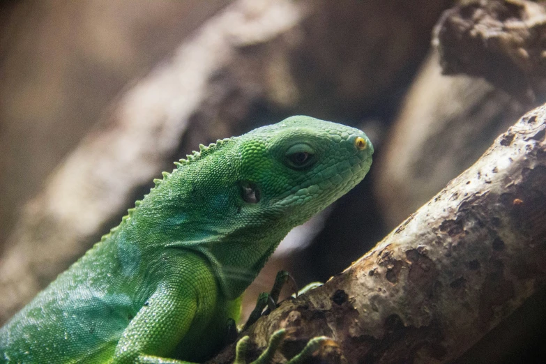 the lizard is looking at soing while on the tree