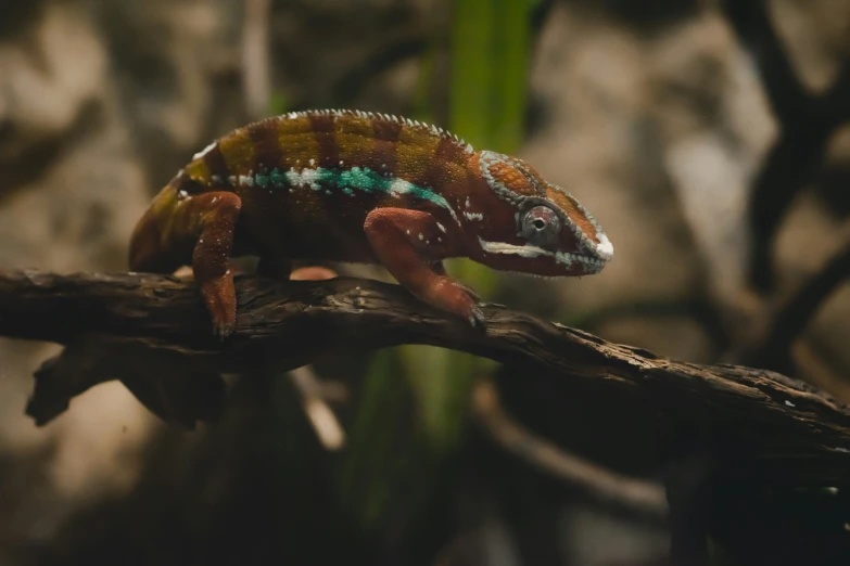 a small chamelon sitting on top of a tree nch