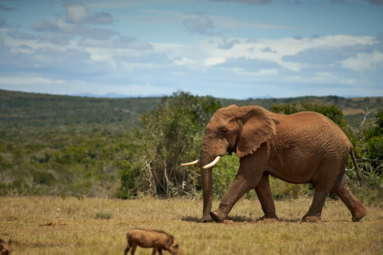 a large elephant walking through a grass covered field