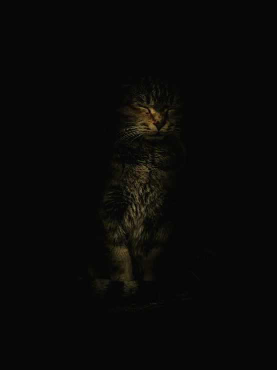 this is a cat that is sitting in the dark