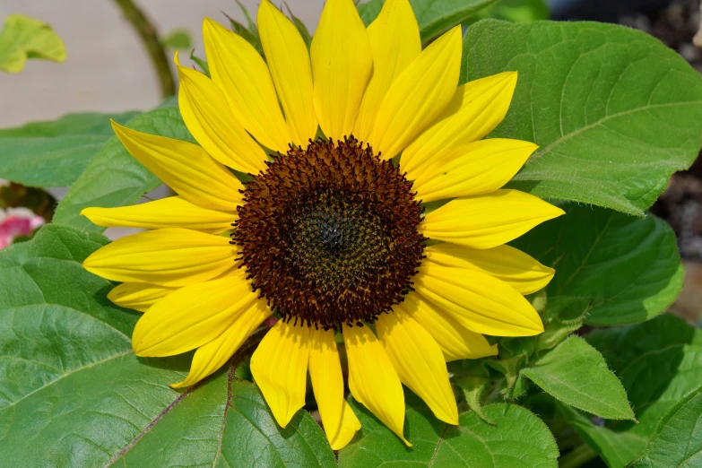 large sunflower with leaves in a large garden