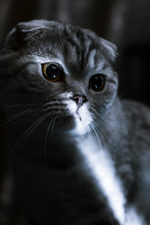 a close up po of a cat with large blue eyes