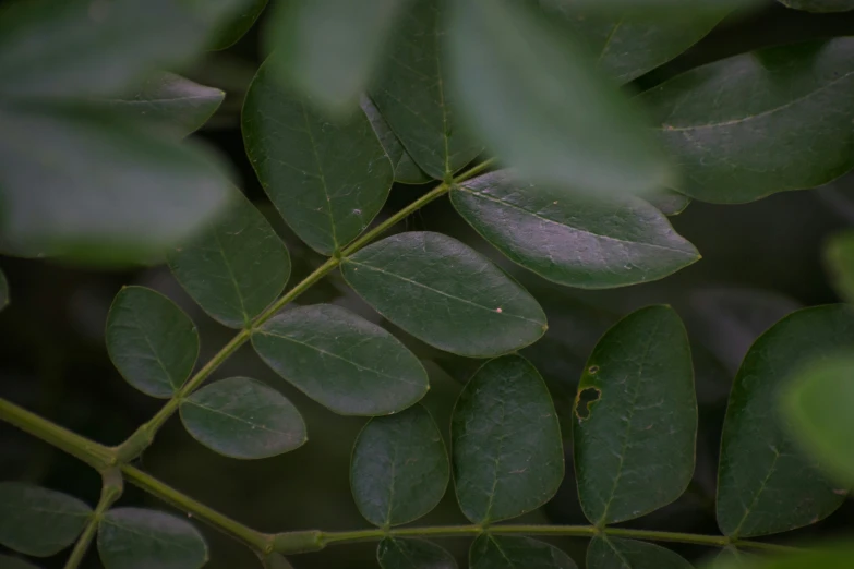 the green leaves of a tree appear to have just been defered