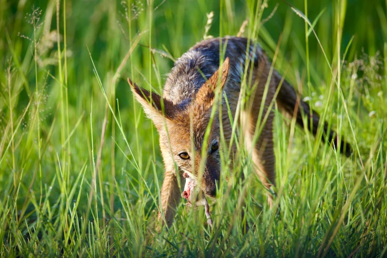 an animal is reaching for the grass on its head