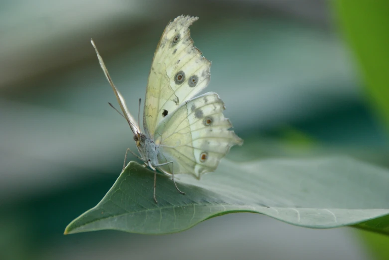 white erfly sitting on a leaf with long antennae