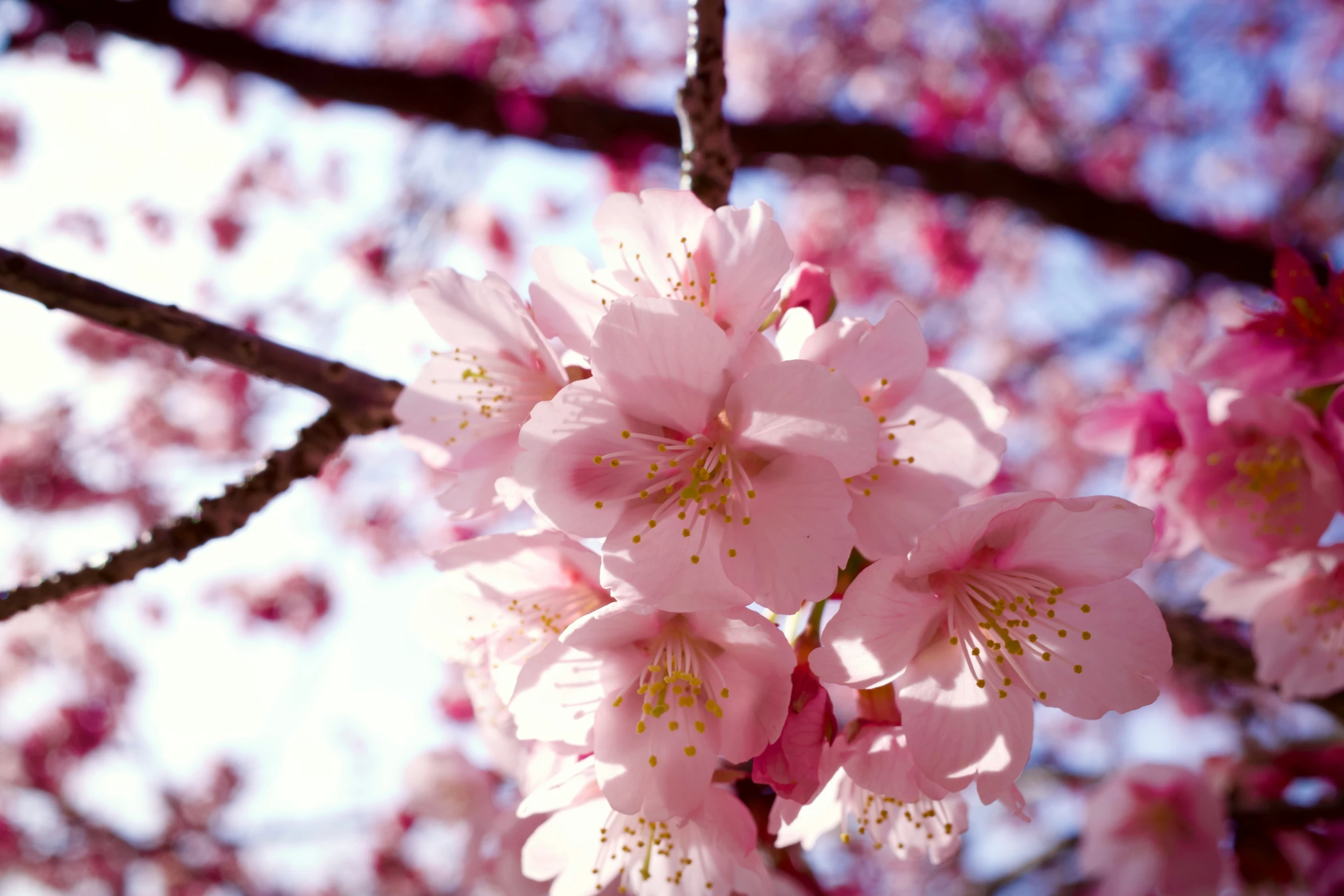 pink flowers hang from the nches of an tree