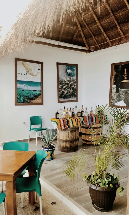 several hanging plants are on a wall in the living room