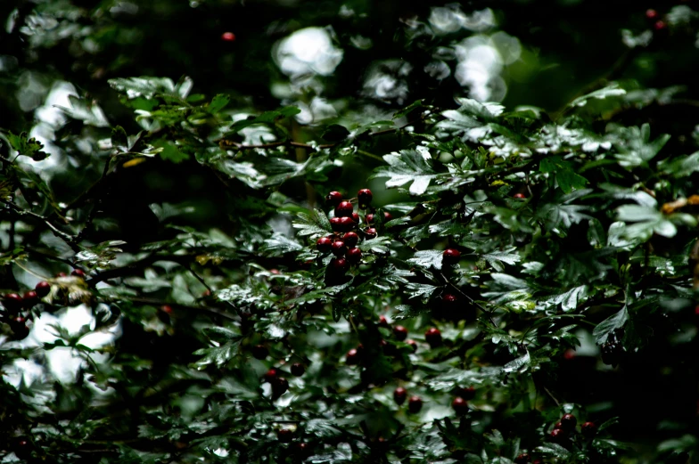 a large cluster of berries on a tree