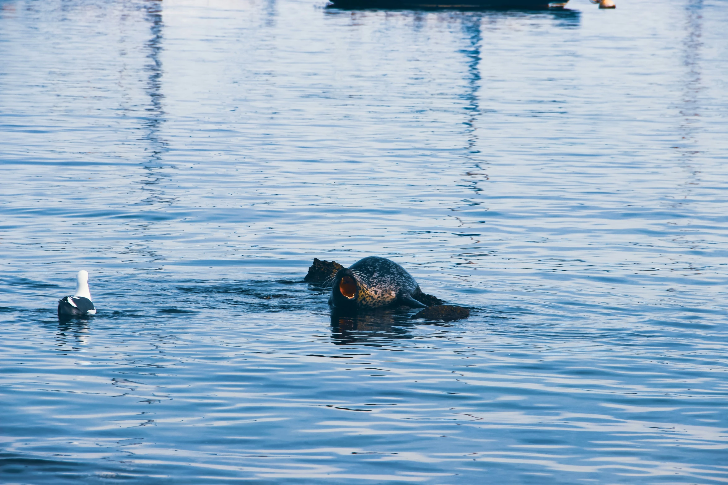 a dog is swimming in the water near other boats