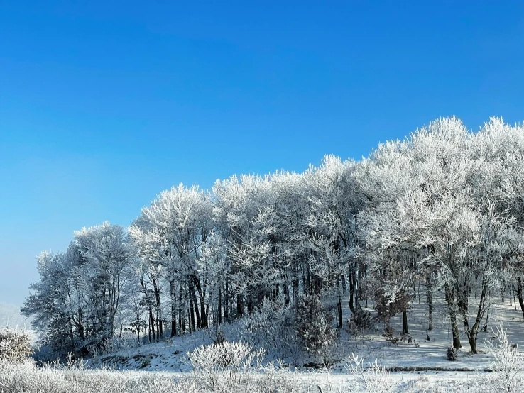snow covers the trees in a meadow near a blue sky