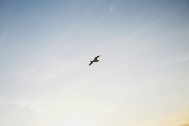 an image of a bird flying in the sky