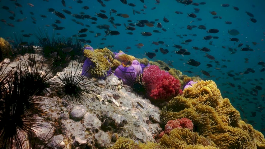 an underwater view of corals and other sea life