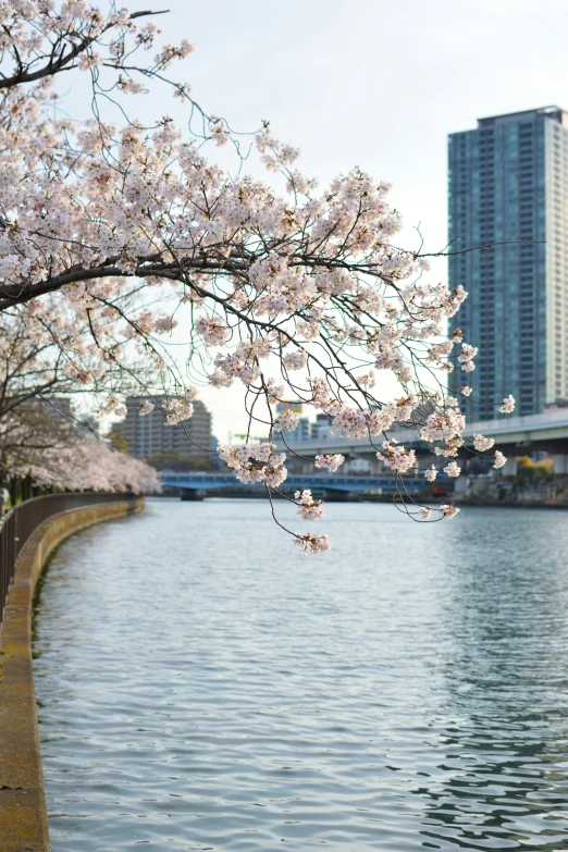 a cherry blossomed tree is by the river with a bridge in the background