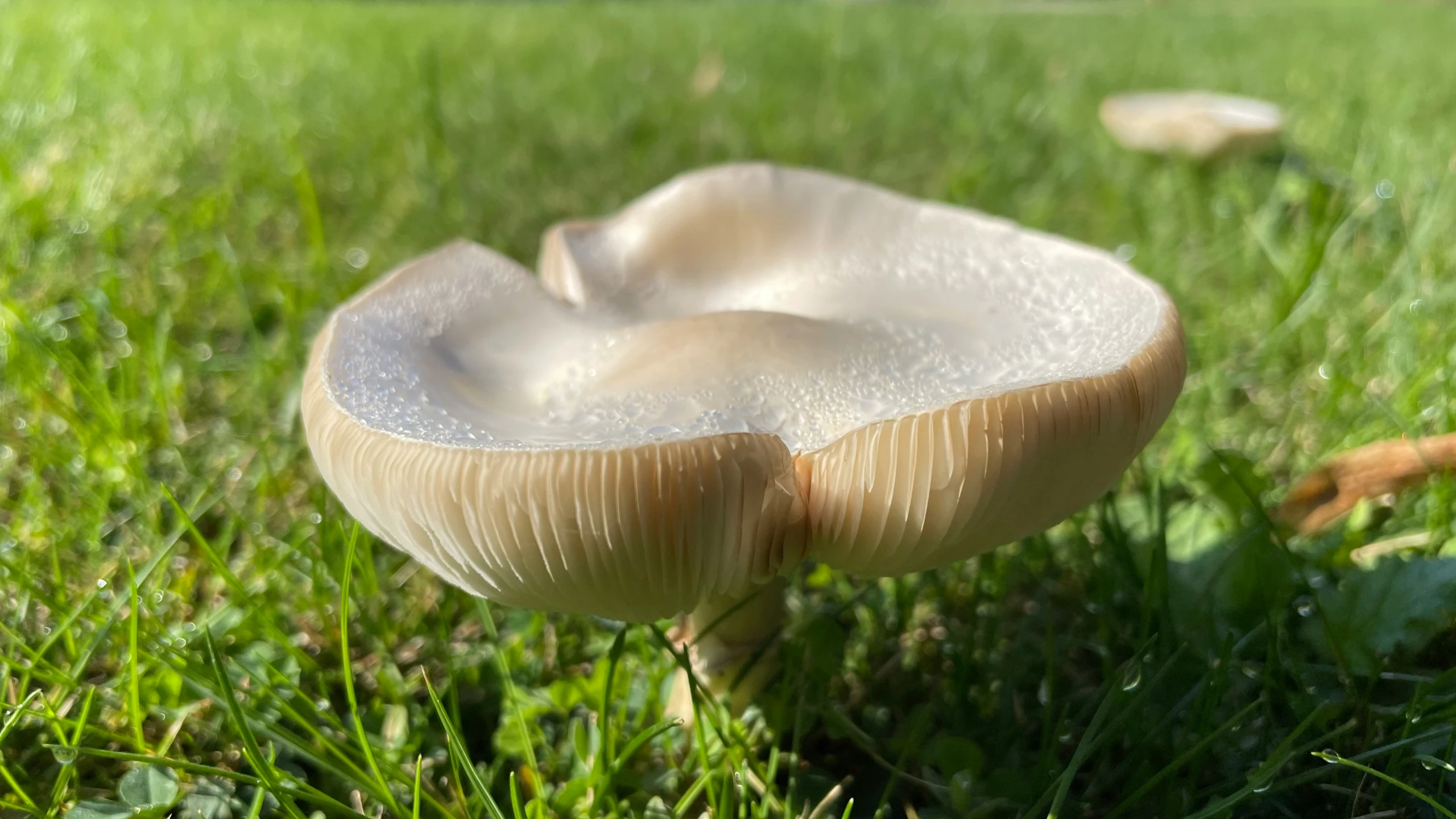 an object in the middle of a grassy field