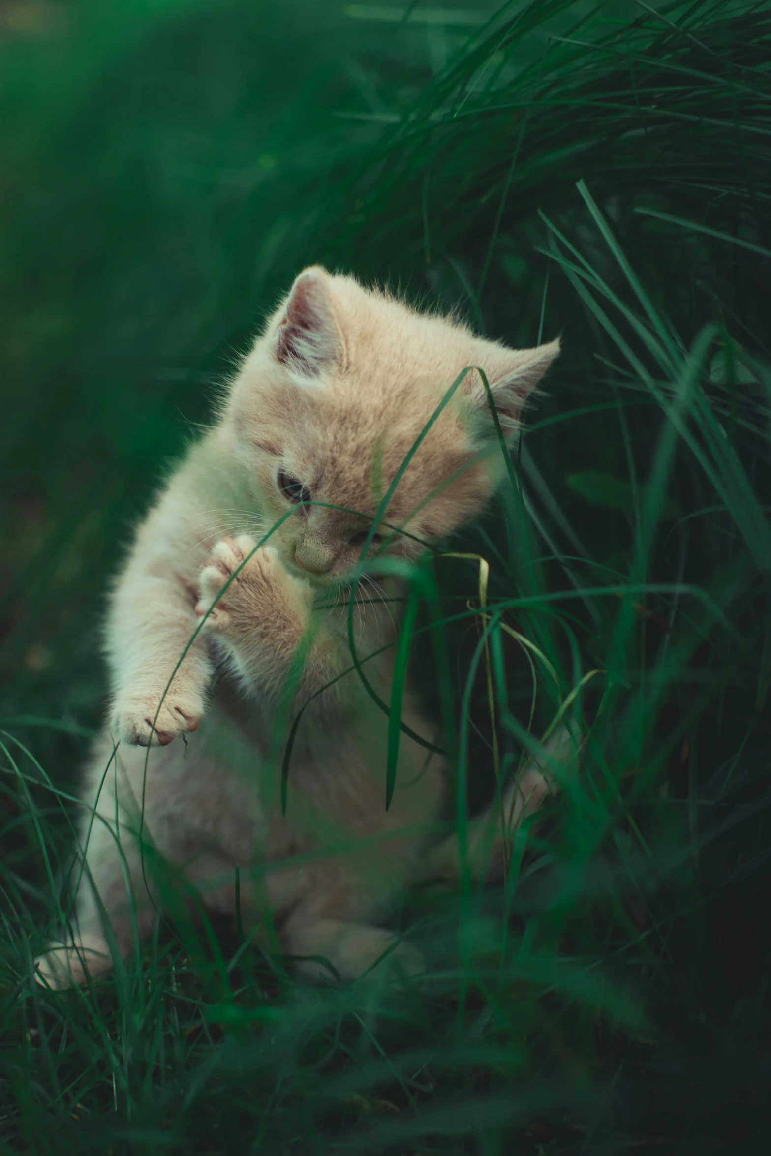 small white kitten sitting on its hind legs