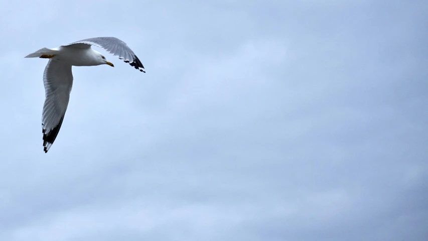 a white seagull flies through the blue sky