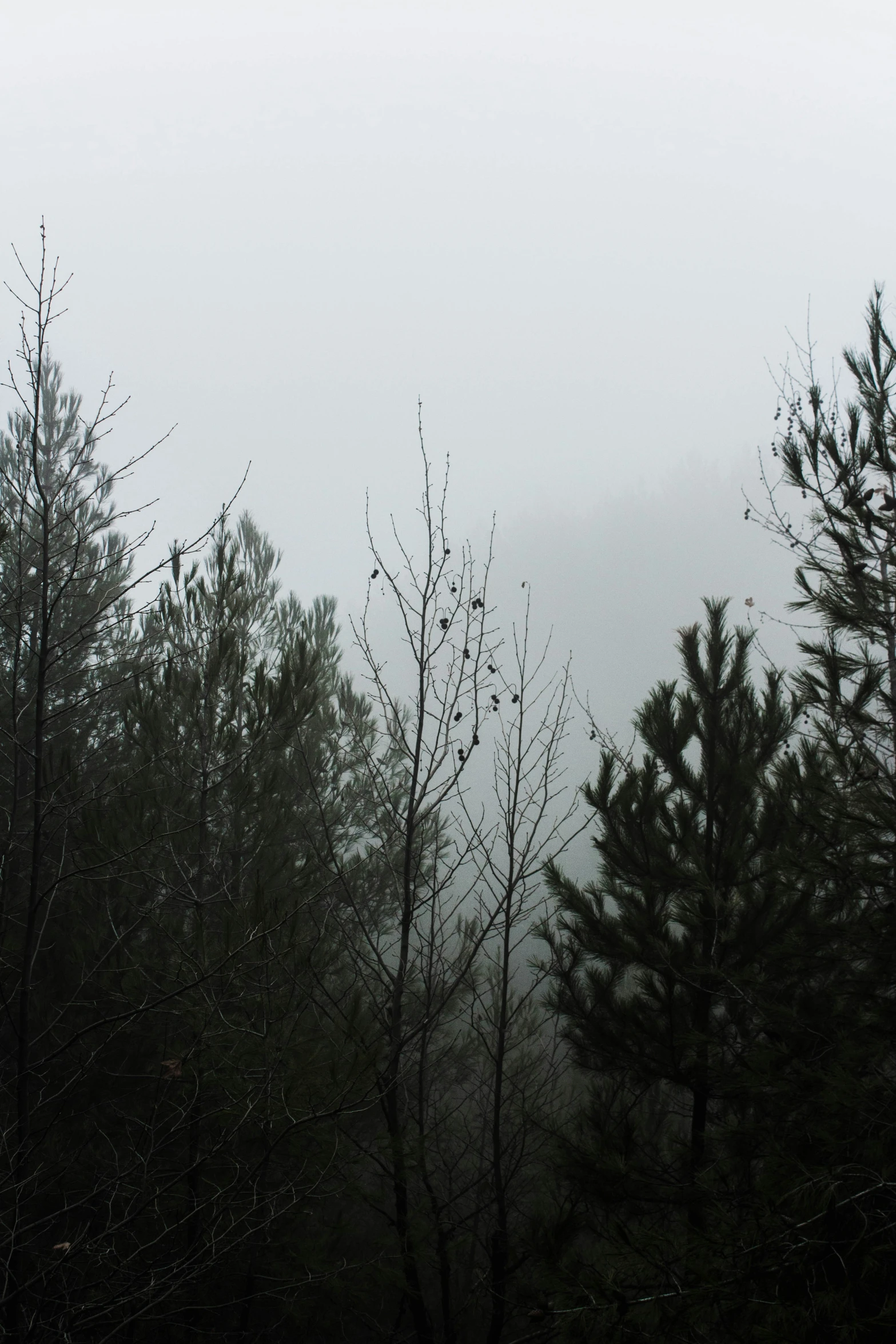 black and white pograph of a tree with no leaves