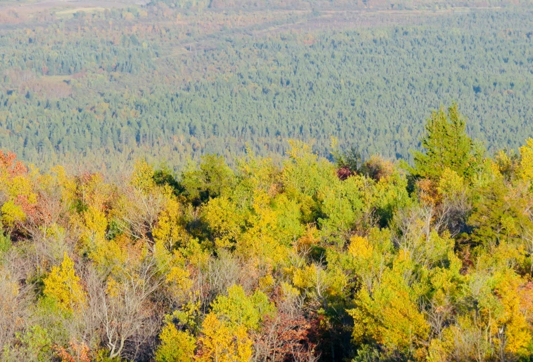 the trees and grass are displaying their autumn colors