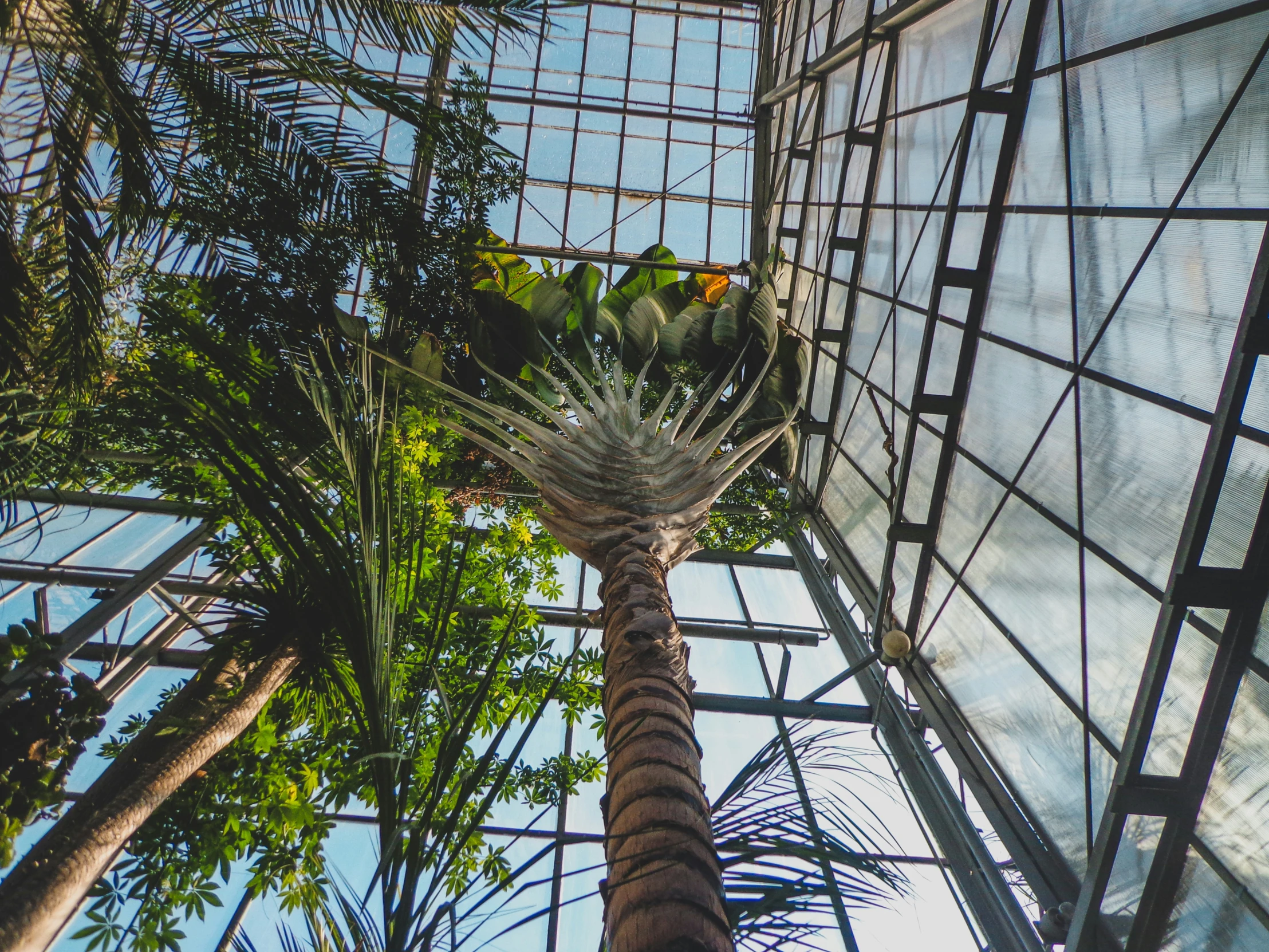 a bird nest on top of a palm tree in a glass house