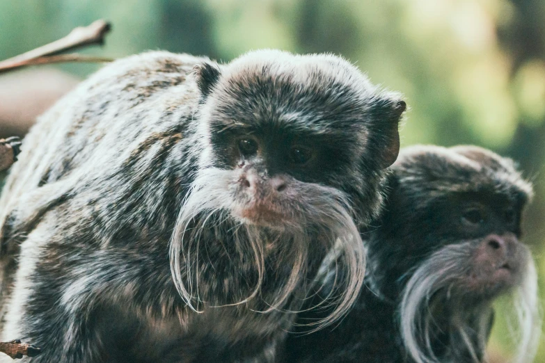 two monkey like creatures standing on a tree limb