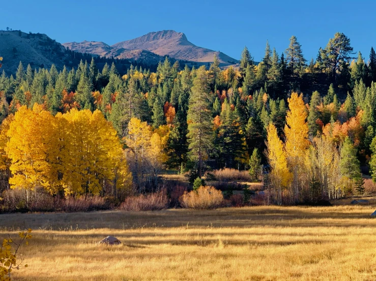 a view of trees that are changing colors