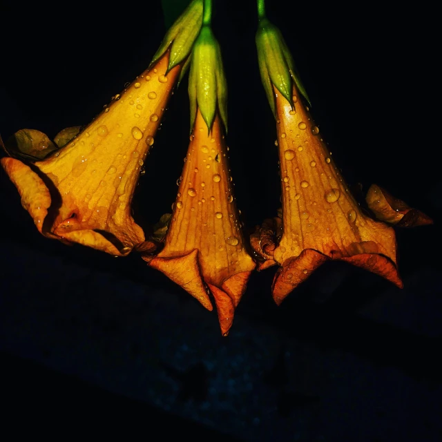 three flowers with droplets on them are shown in the dark